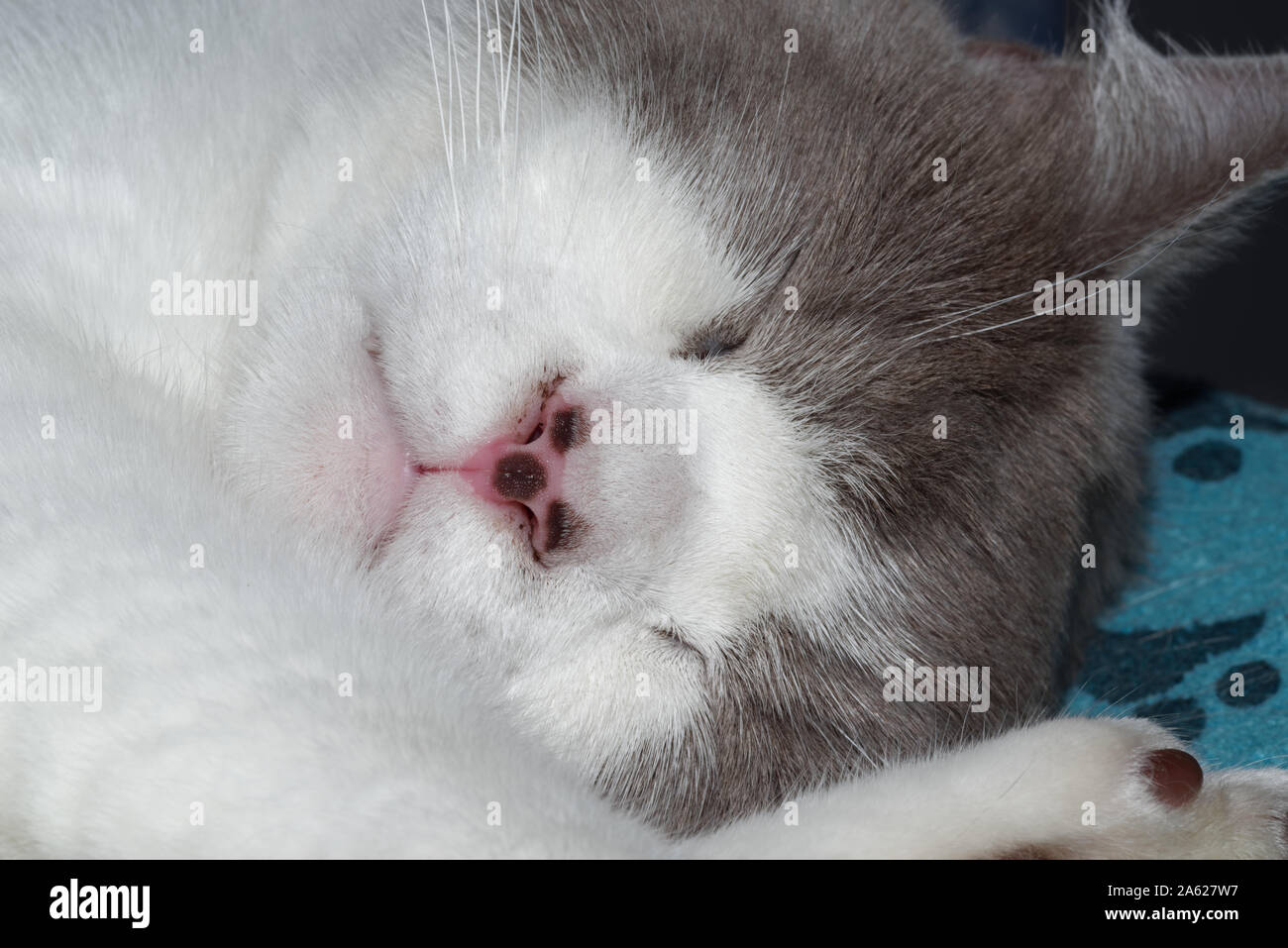 Nahaufnahme einer schlafenden Katze mit weiß silber Fell Stockfoto