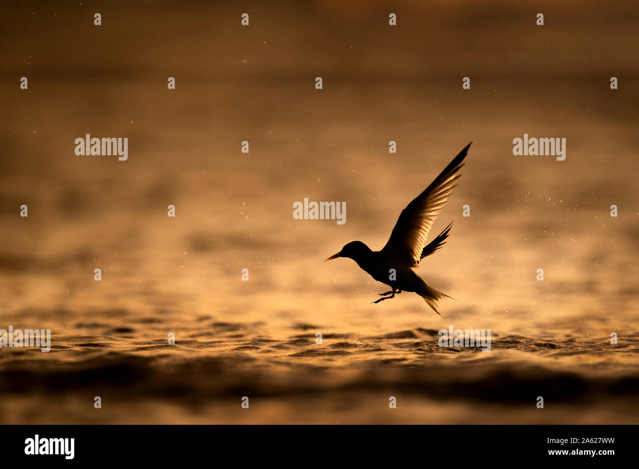 Mindestens Tern fliegt aus dem Wasser gegen die orange Wasser bei Sonnenaufgang. Stockfoto