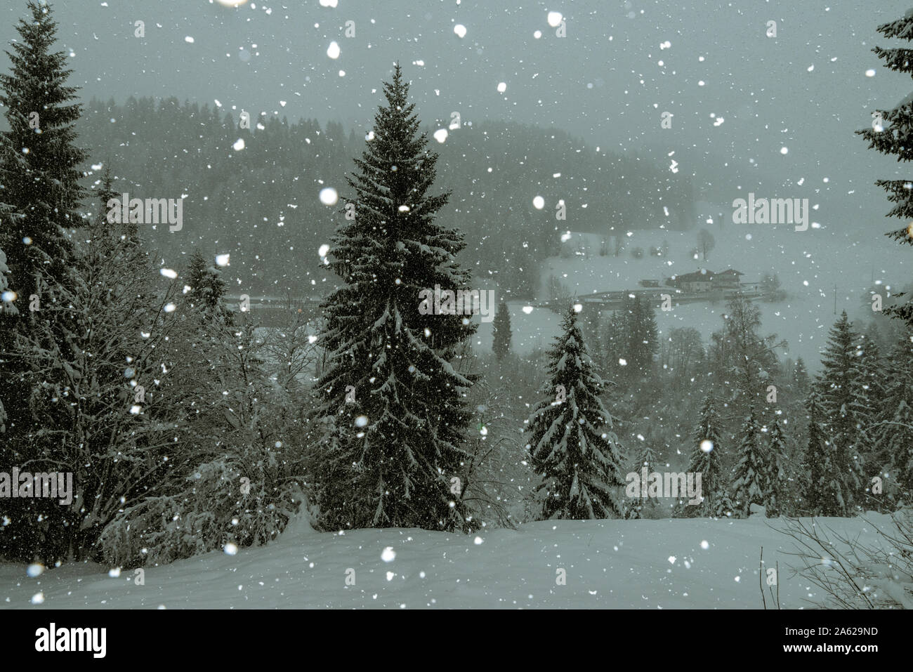 Weihnachtsbaum in den österreichischen Alpen, bedeckt mit Schnee Stockfoto