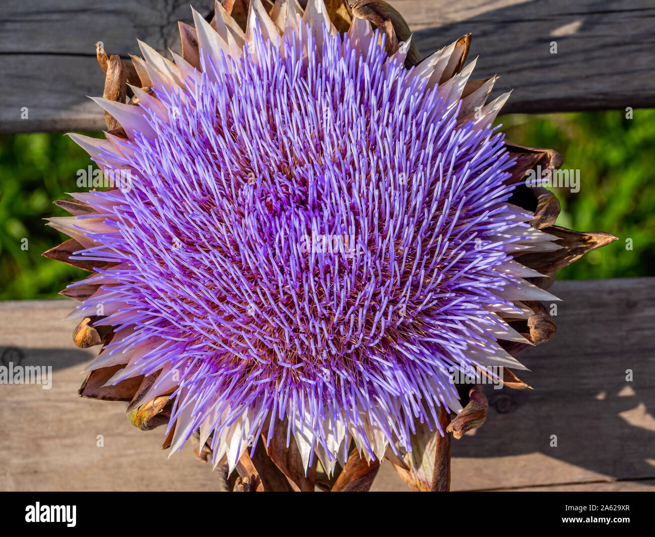 Bunte Artischocke in voller Blüte Stockfoto