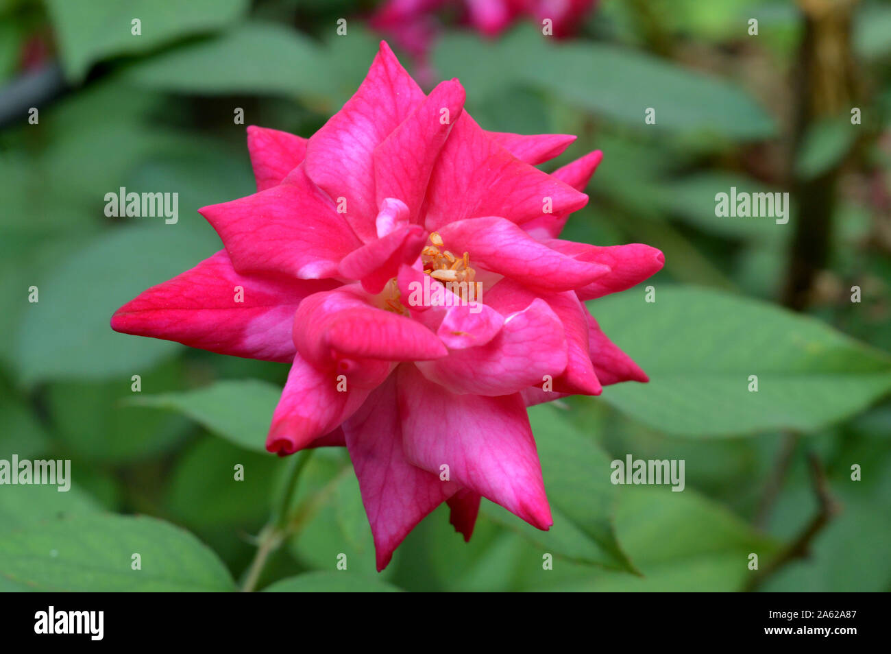 Bunte stieg in den Blumengarten. Eine Biene auf die Rose. Stockfoto