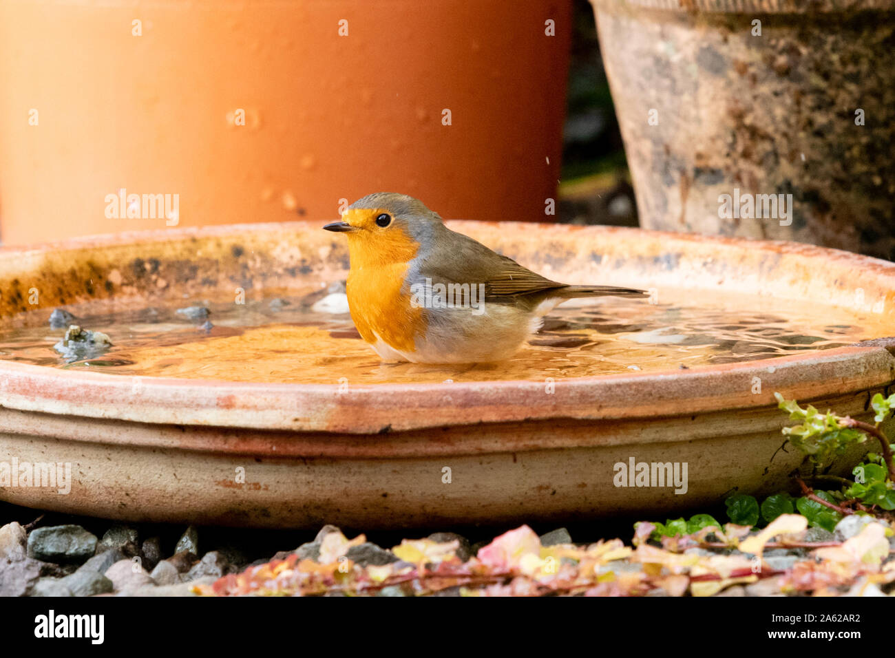 Pflanzenbad Stockfotos Und Bilder Kaufen Alamy