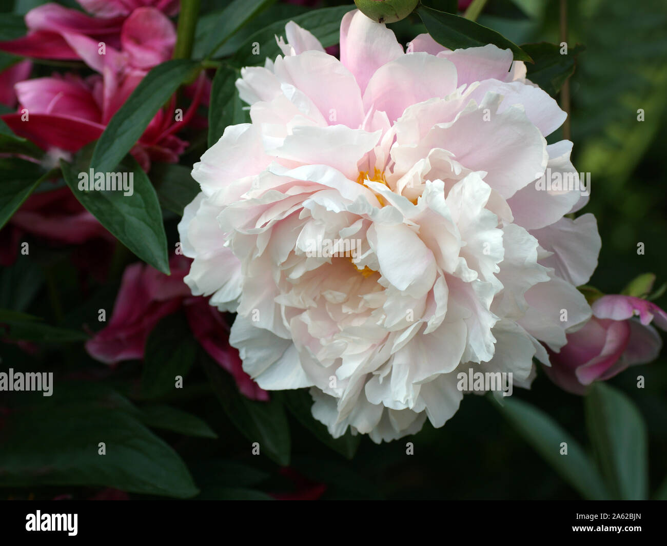 Paeonia Morgen Kuss. Doppelzimmer Rosa Pfingstrose. Paeonia lactiflora (Chinesische Pfingstrose oder gemeinsamen Garten päonie). Stockfoto