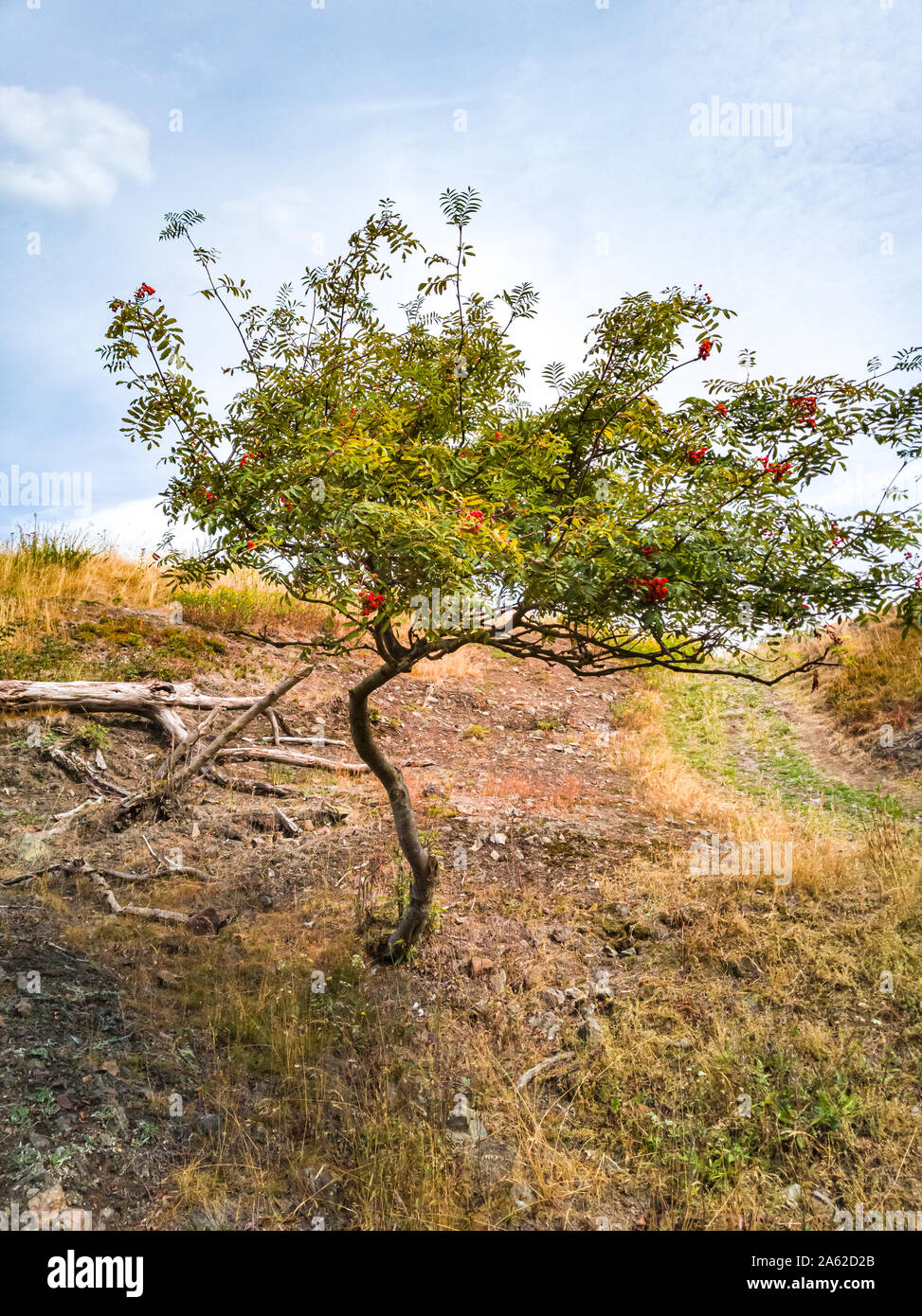 Eberesche Baum, Sorbus aucuparia, auf einem Hang in der Wildnis. Stockfoto