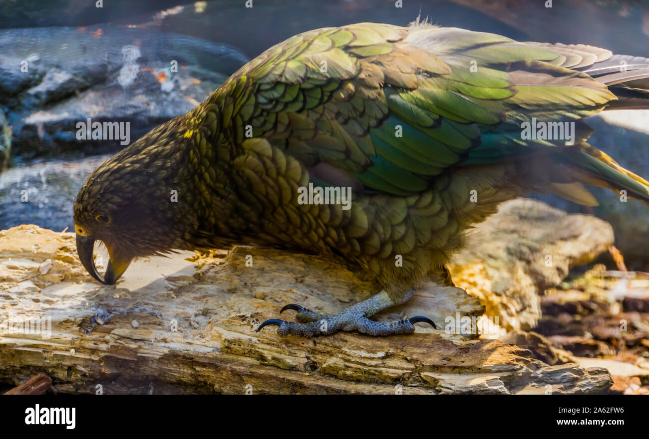 Kea Papagei Kaugummi auf Holz, Vogel schärfen ihren Schnabel, gefährdete Tierart aus Neuseeland Stockfoto
