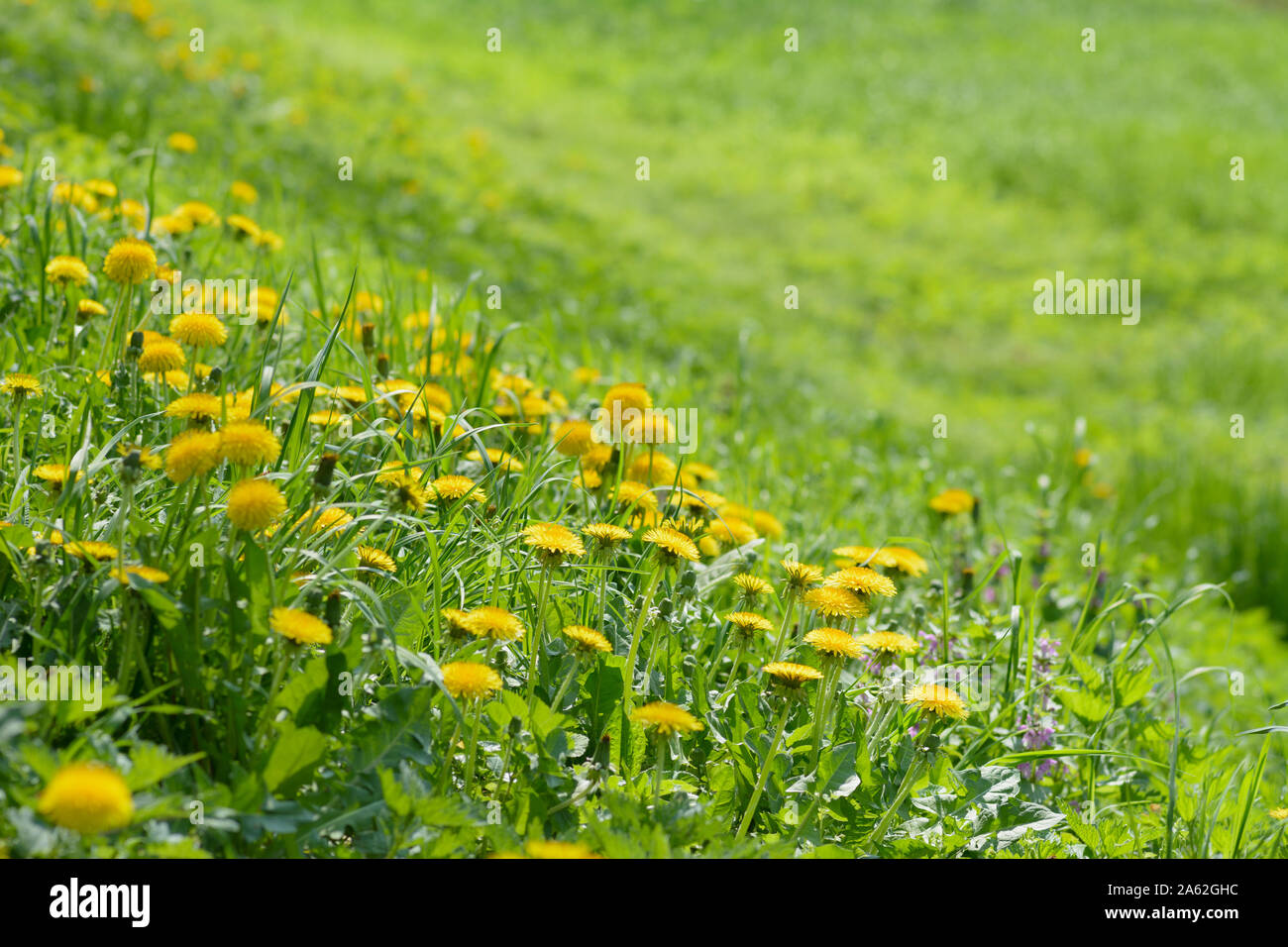 Bereich der blühenden gelben Blumen Löwenzahn (Taraxacum officinale) im Park auf Frühling. Eine grüne Wiese im Hintergrund. Für Untertitel. Stockfoto