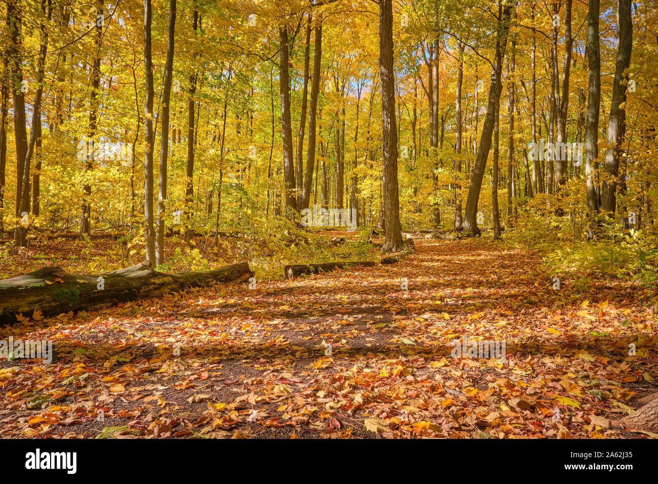 West Ridge Trail ist einer von zahlreichen Wanderwegen für die Öffentlichkeit erhalten von der Stadt Orillia vorhanden. Im Herbst fotografiert. Stockfoto