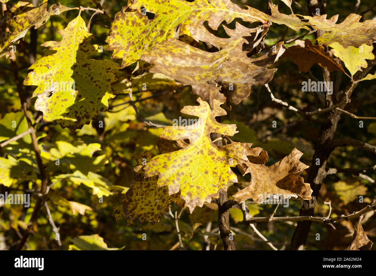 Close up Textur auf meliert gelb Eiche Blätter an einem sonnigen Herbsttag Stockfoto