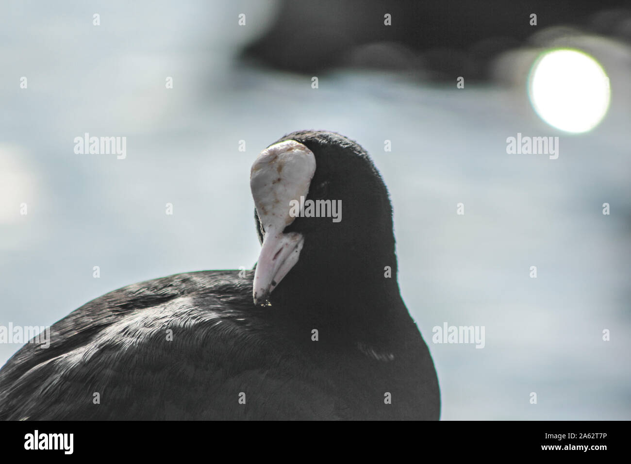 Blässhuhn, Fulica atra, Schwimmen auf einem Teich Stockfoto