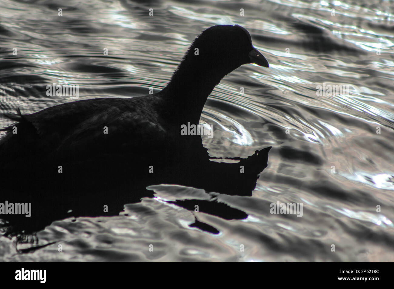 Blässhuhn, Fulica atra, Schwimmen auf einem Teich Stockfoto