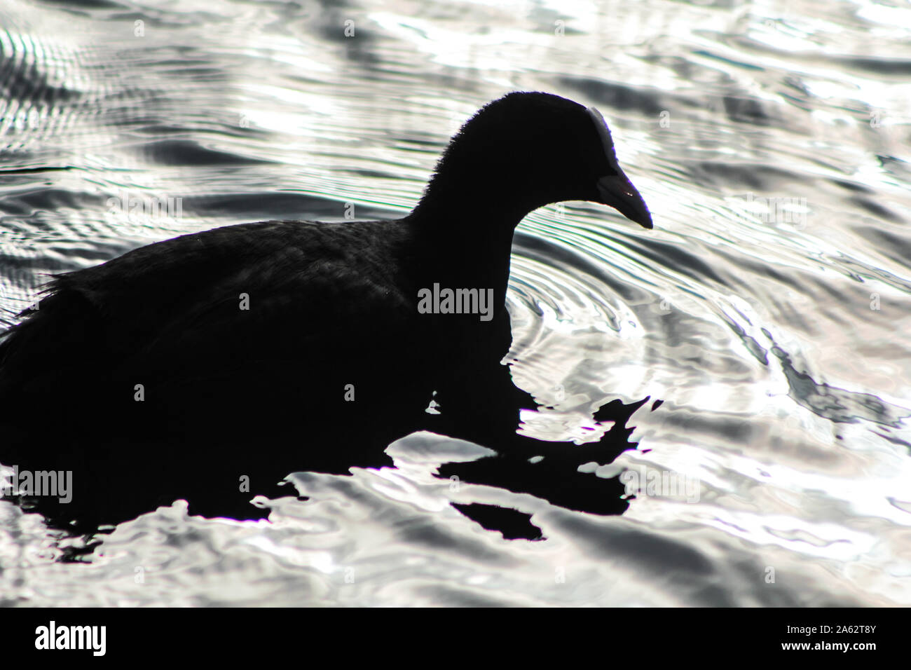 Blässhuhn, Fulica atra, Schwimmen auf einem Teich Stockfoto