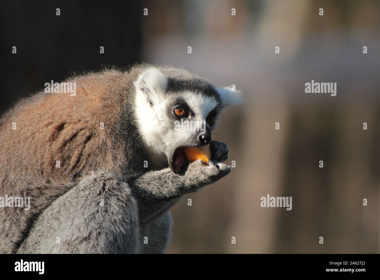 Katta - Lemur catta Stockfoto