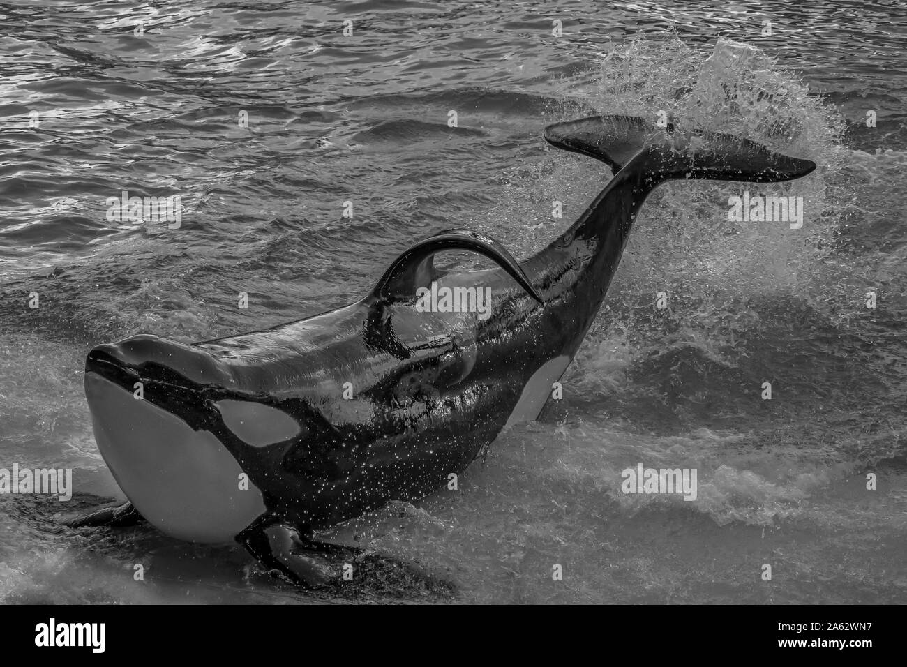 Orlando, Florida. September 30, 2019. Spektakuläre Killer Whale in einem Ozean Show in Seaworld Stockfoto