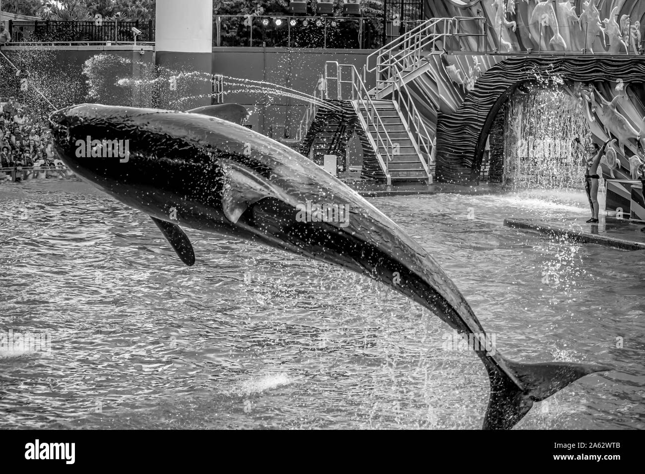 Orlando, Florida. Juli 18, 2019. Majestätische Killerwale springen in Seaworld Stockfoto
