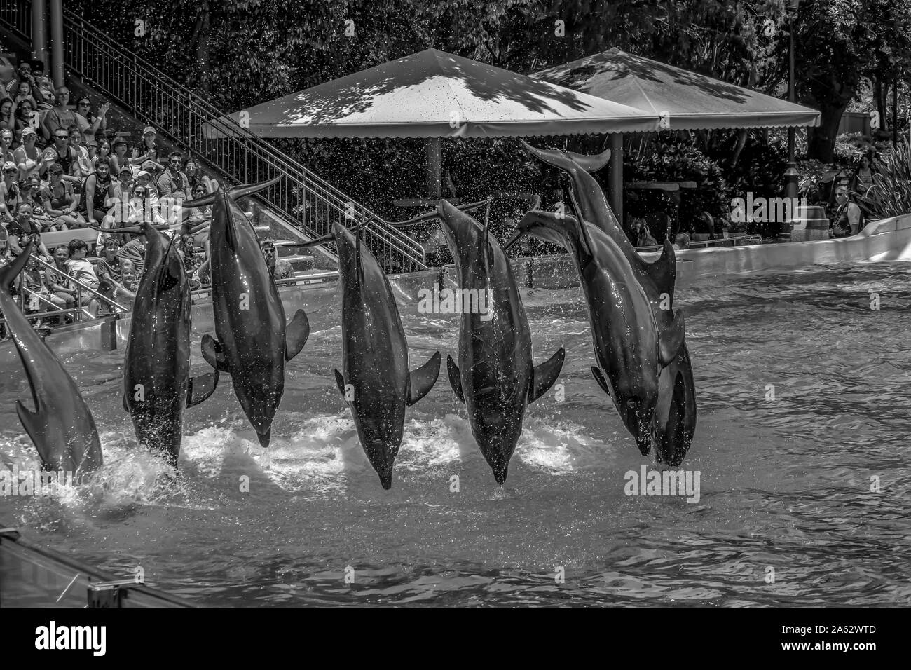 Orlando, Florida. Juli 29, 2019. Wunderschöne Aussicht auf Delphine springen in Dolphin Tage show in Seaworld (5) Stockfoto