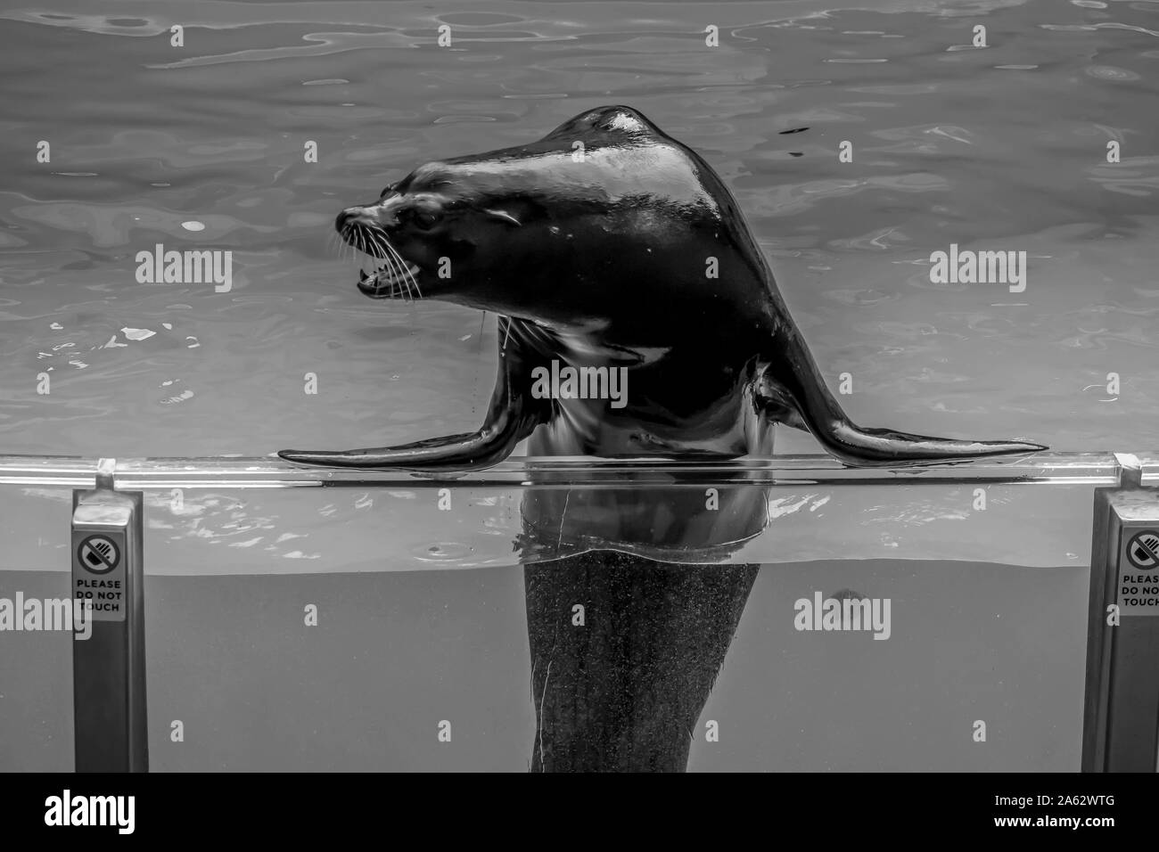 Orlando, Florida. Juli 26, 2019. Liebenswerte sea lion in Sea Lion Hohe show in Seaworld Stockfoto