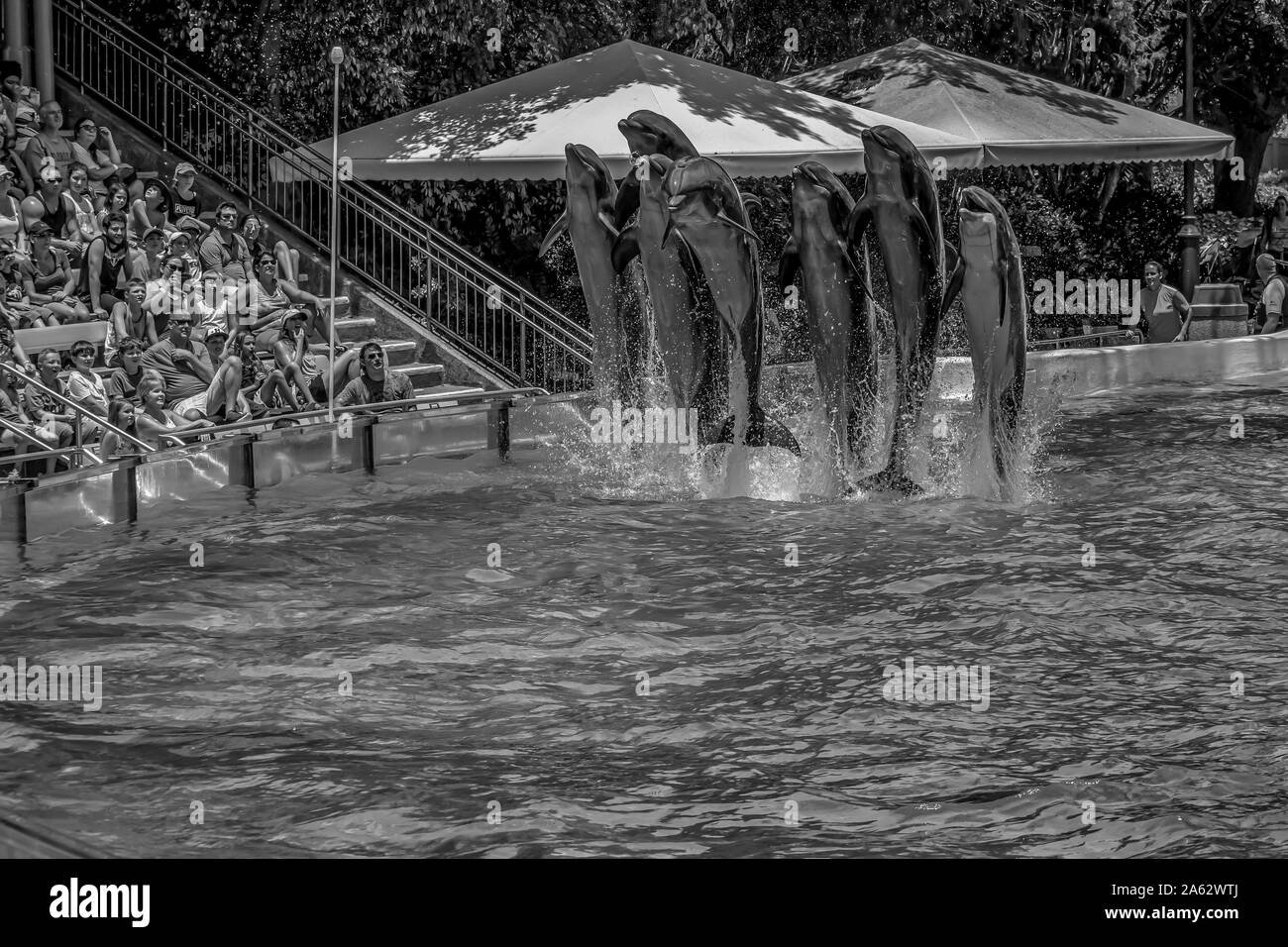 Orlando, Florida. Juli 29, 2019. Wunderschöne Aussicht auf Delphine springen in Dolphin Tage show in Seaworld (2) Stockfoto