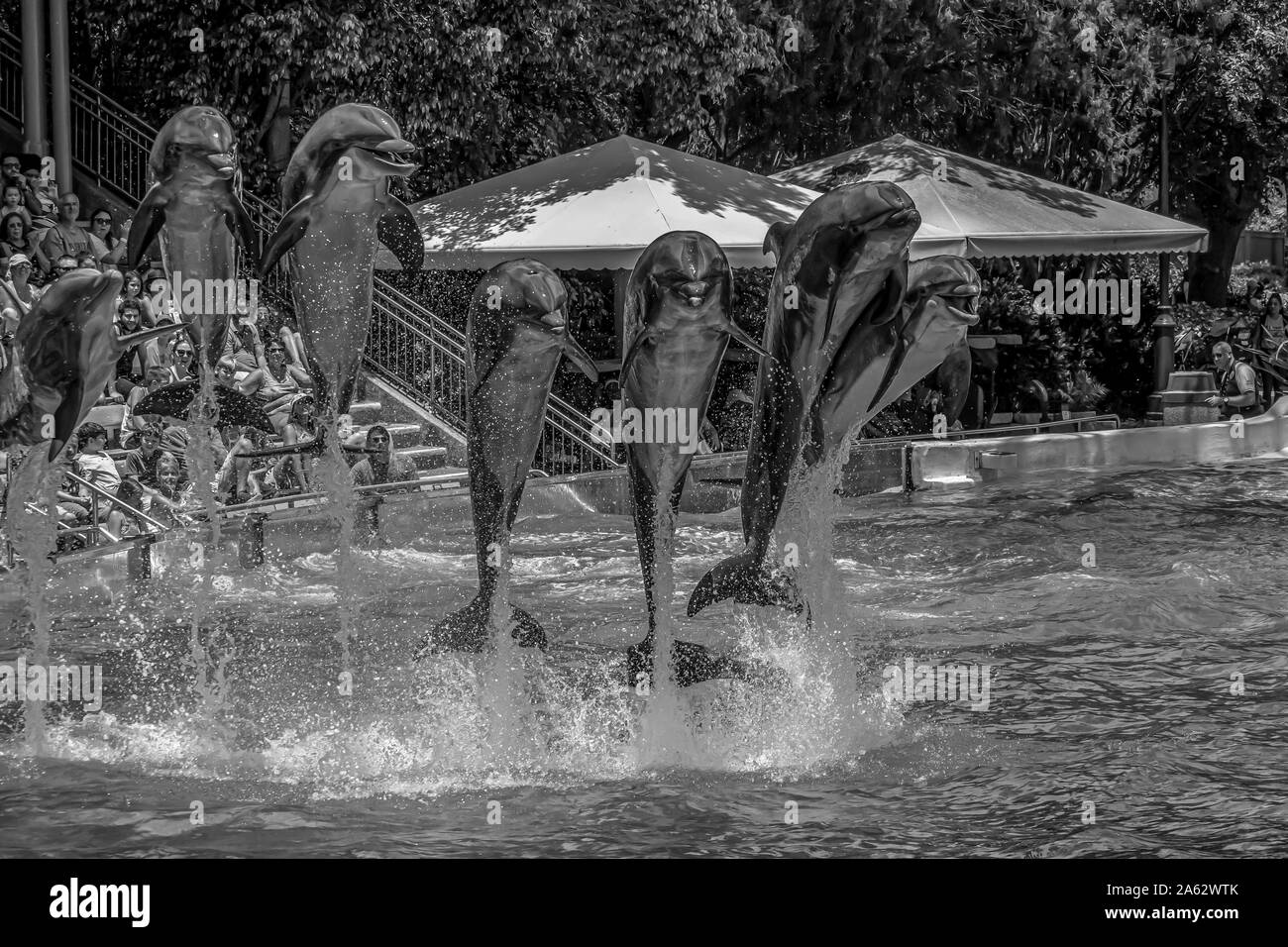 Orlando, Florida. Juli 29, 2019. Wunderschöne Aussicht auf Delphine springen in Dolphin Tage show in Seaworld Stockfoto