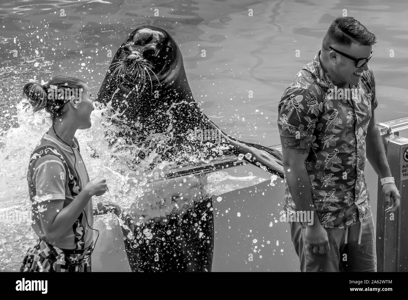 Orlando, Florida. Juli 26, 2019. Liebenswerte sea lion Spritzer der Öffentlichkeit Mann mit seinem Schwert Sea Lion Hohe show in Seaworld Stockfoto