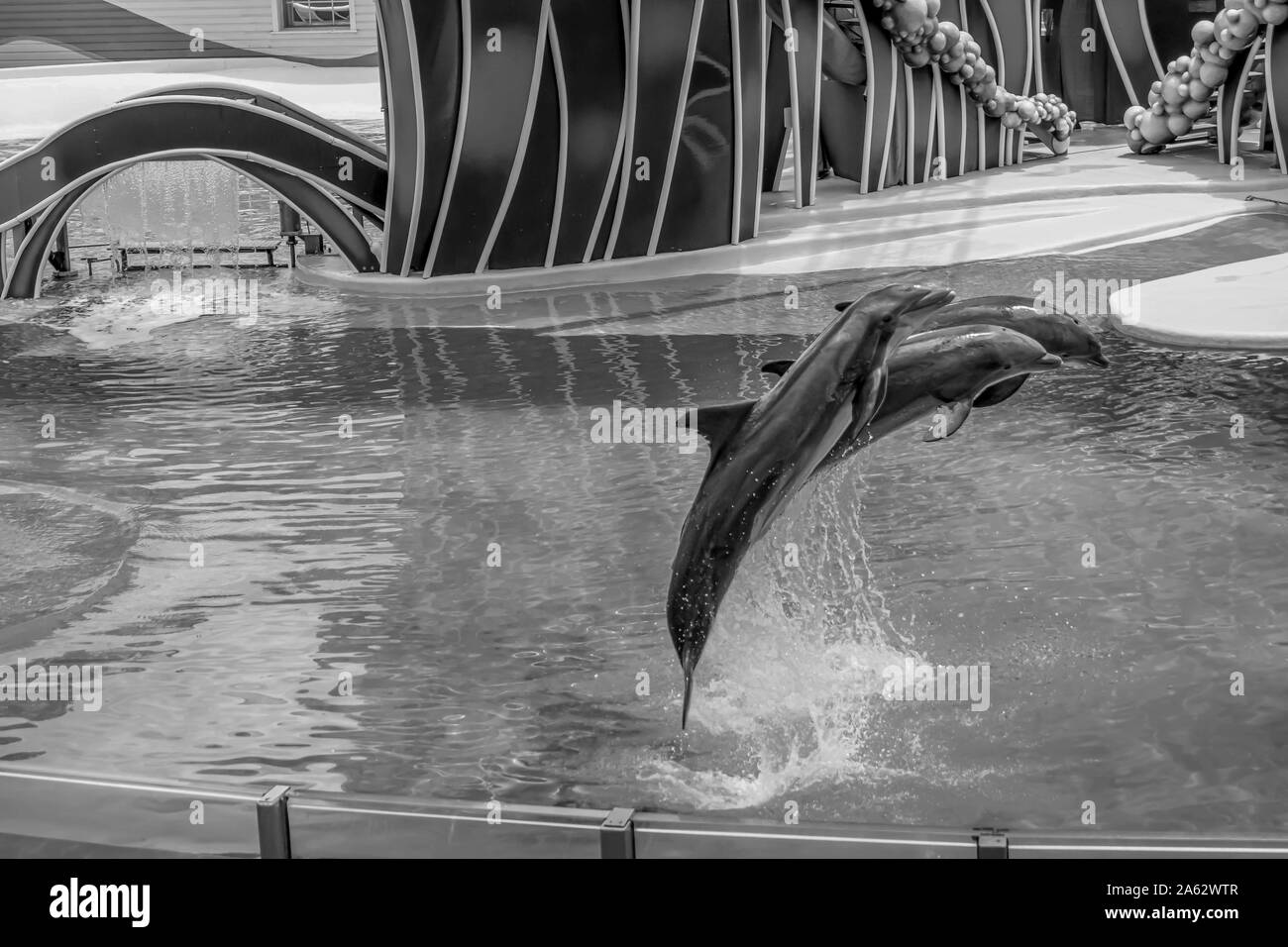 Orlando, Florida. Juli 18, 2019. Delphine springen in Dolphin Tage show in Seaworld Stockfoto