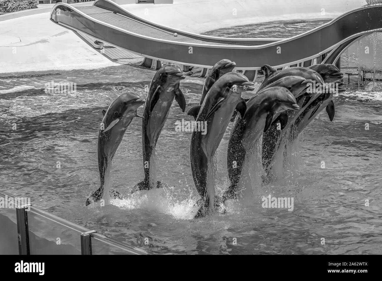 Orlando, Florida. Juli 18, 2019. Delphine springen in Dolphin Tage show in Seaworld 25. Stockfoto