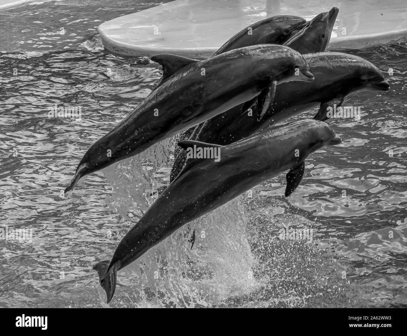 Orlando, Florida. September 30, 2019. Delphine springen in Dolphin Tage Show in Seaworld Stockfoto
