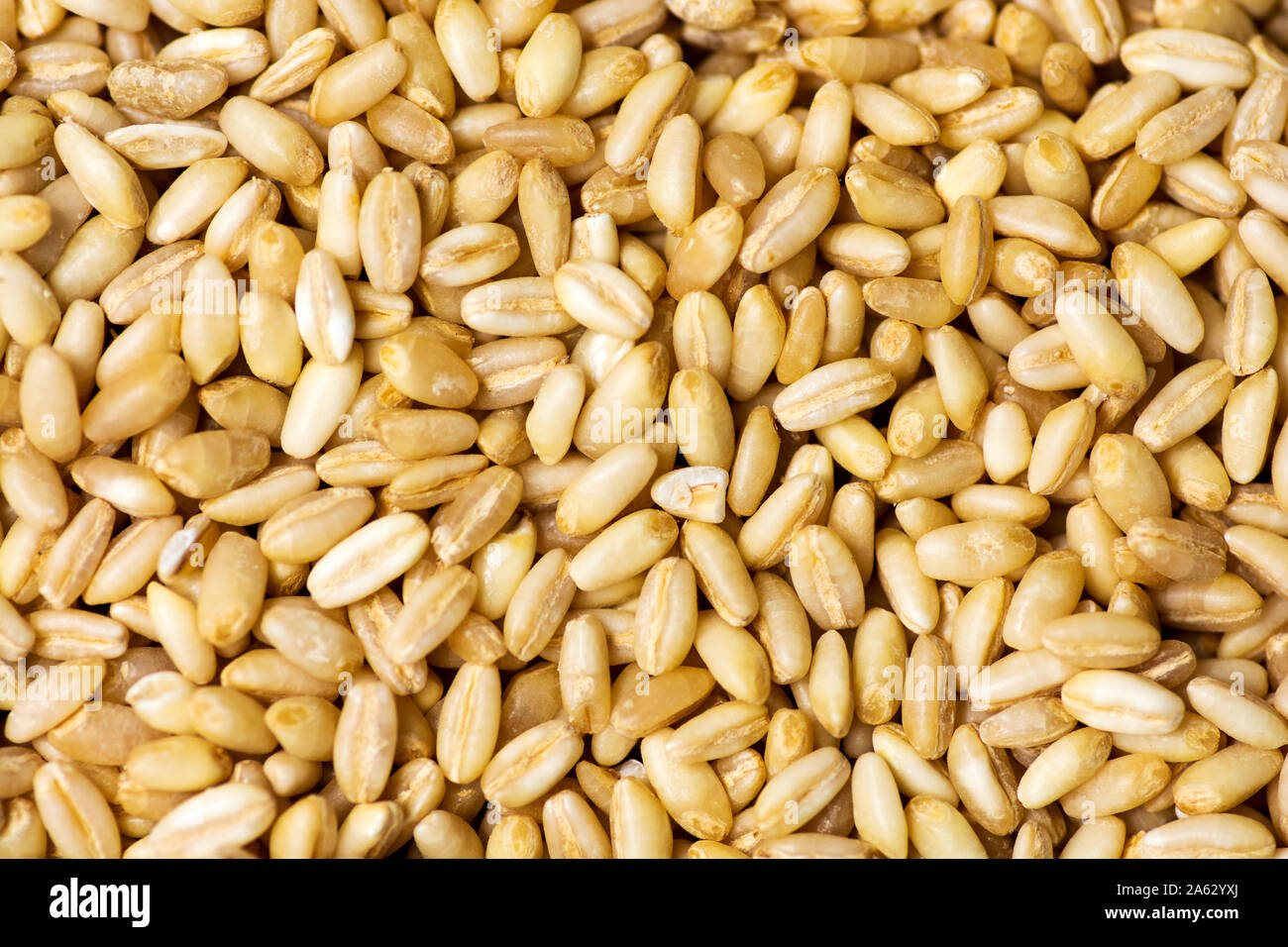 Weizen Getreidekörner bilden ein Hintergrundmuster Stockfoto