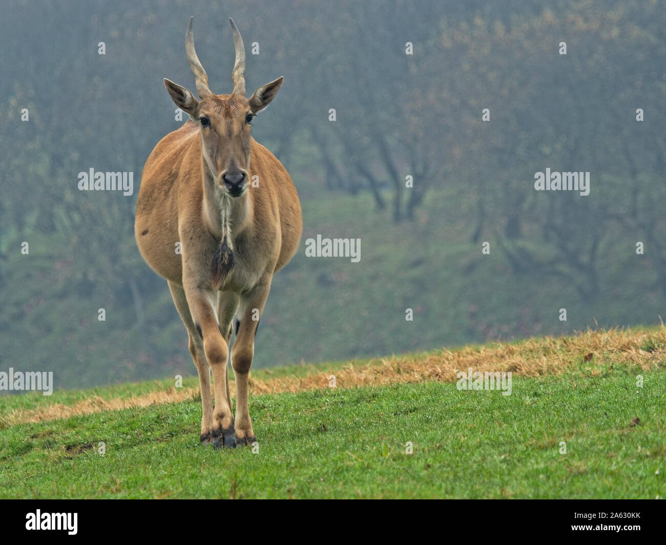 Eland Antilope (taurotragus Oryx) Es ist eine der größten Antilopen, diese Tiere sind sehr schwierig zu nähern. Stockfoto