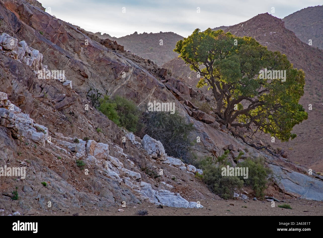 Hirten Baum Boscia albitrunca klammerte sich an der Seite eines Richresveld Berg. Stockfoto