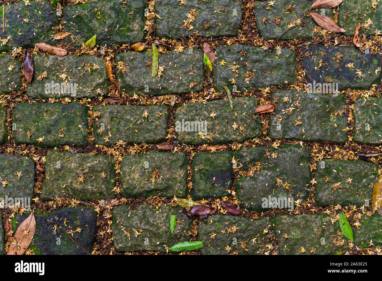 Zusammenfassung Hintergrund von Pebblestone Straße mit Laub und Gras. Stockfoto