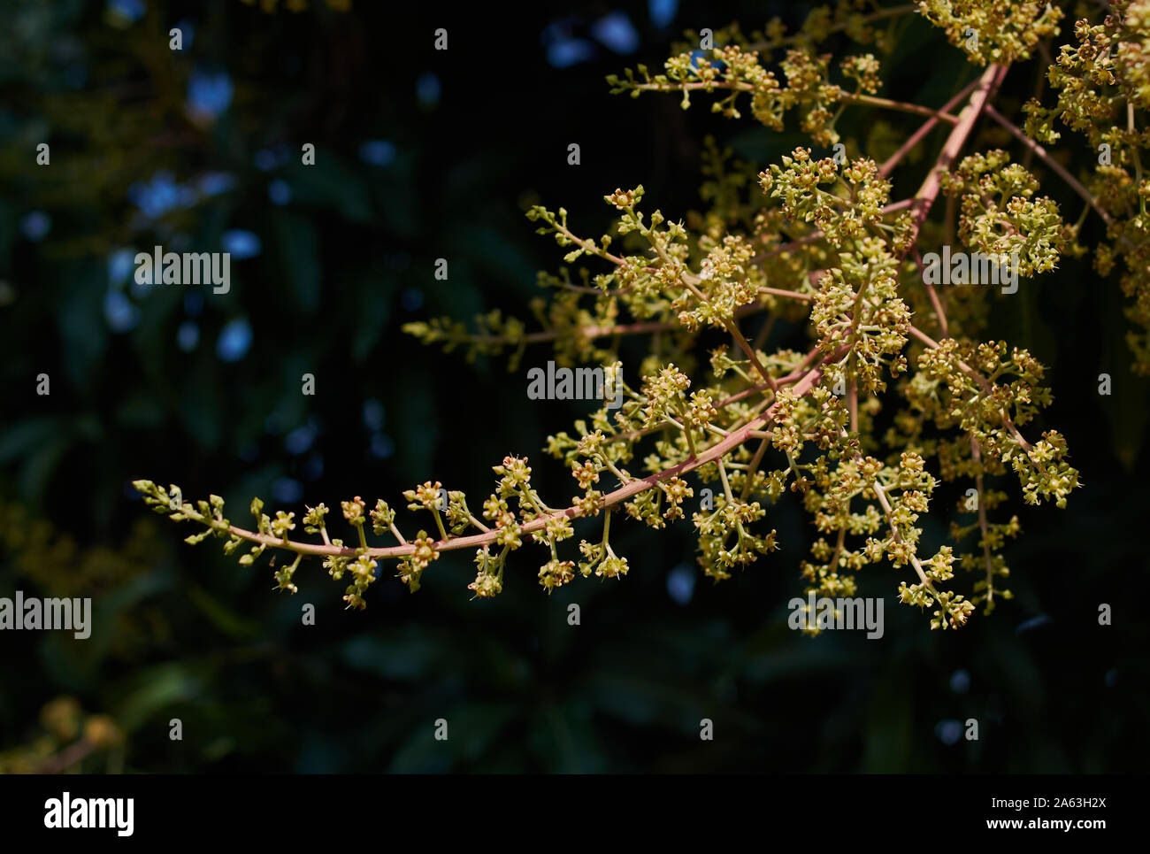 Blume von Mango Tree in der frühen Jahreszeit Stockfoto