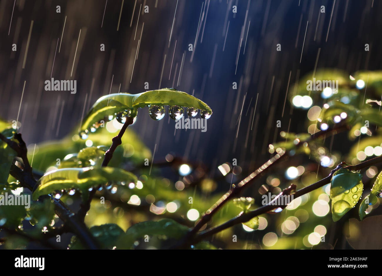 Wassertropfen auf einem Blatt und Zweig an einem regnerischen Tag Stockfoto