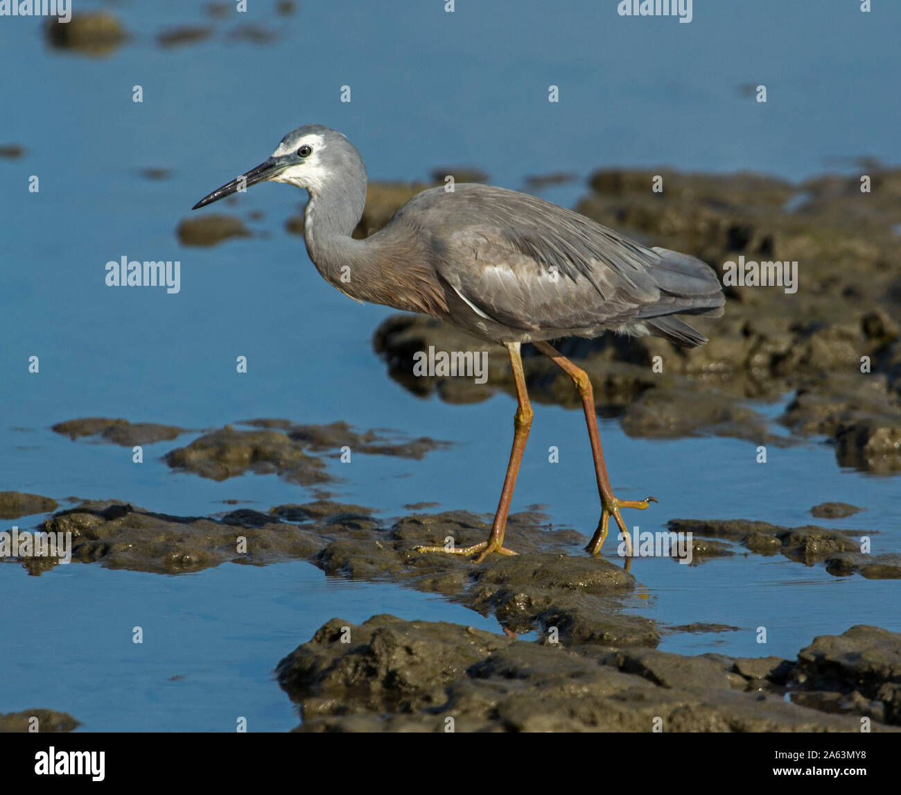 Spektakuläre Aussicht auf die Australischen White-faced Reiher, Egretta novaehollandiae, waten durch ruhige blaue Wasser unter den Felsen an der Küste Strand Stockfoto