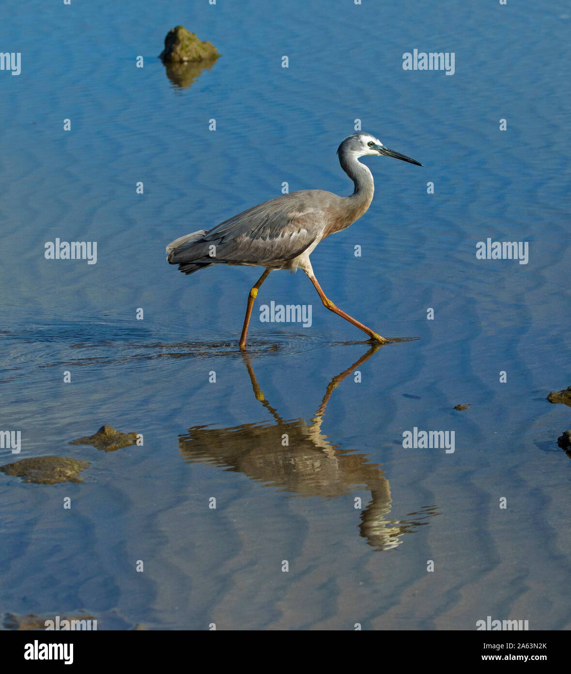 Atemberaubende Aussicht auf australischen White-faced Reiher, Egretta novaehollandiae, waten durch & spiegeln sich in ruhigen blauen Wasser am Strand Stockfoto
