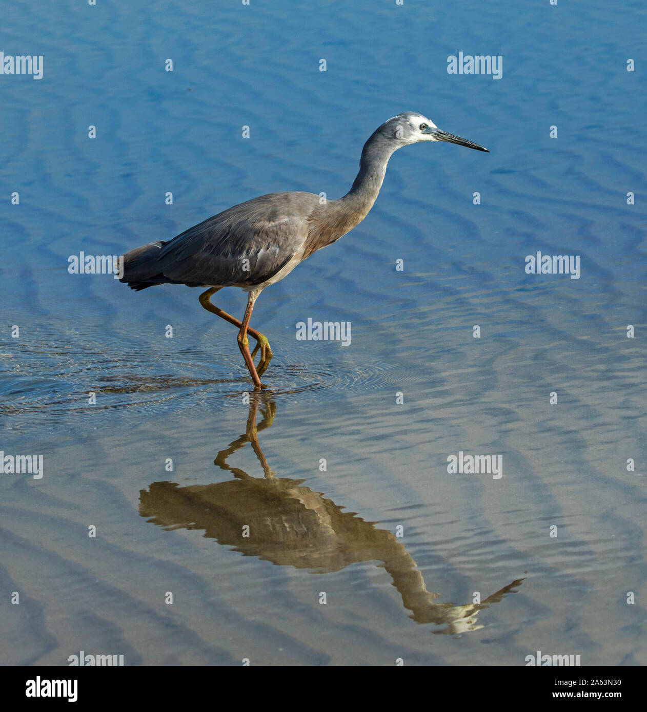 Atemberaubende Aussicht auf australischen White-faced Reiher, Egretta novaehollandiae, waten durch & spiegeln sich in ruhigen blauen Wasser am Strand Stockfoto