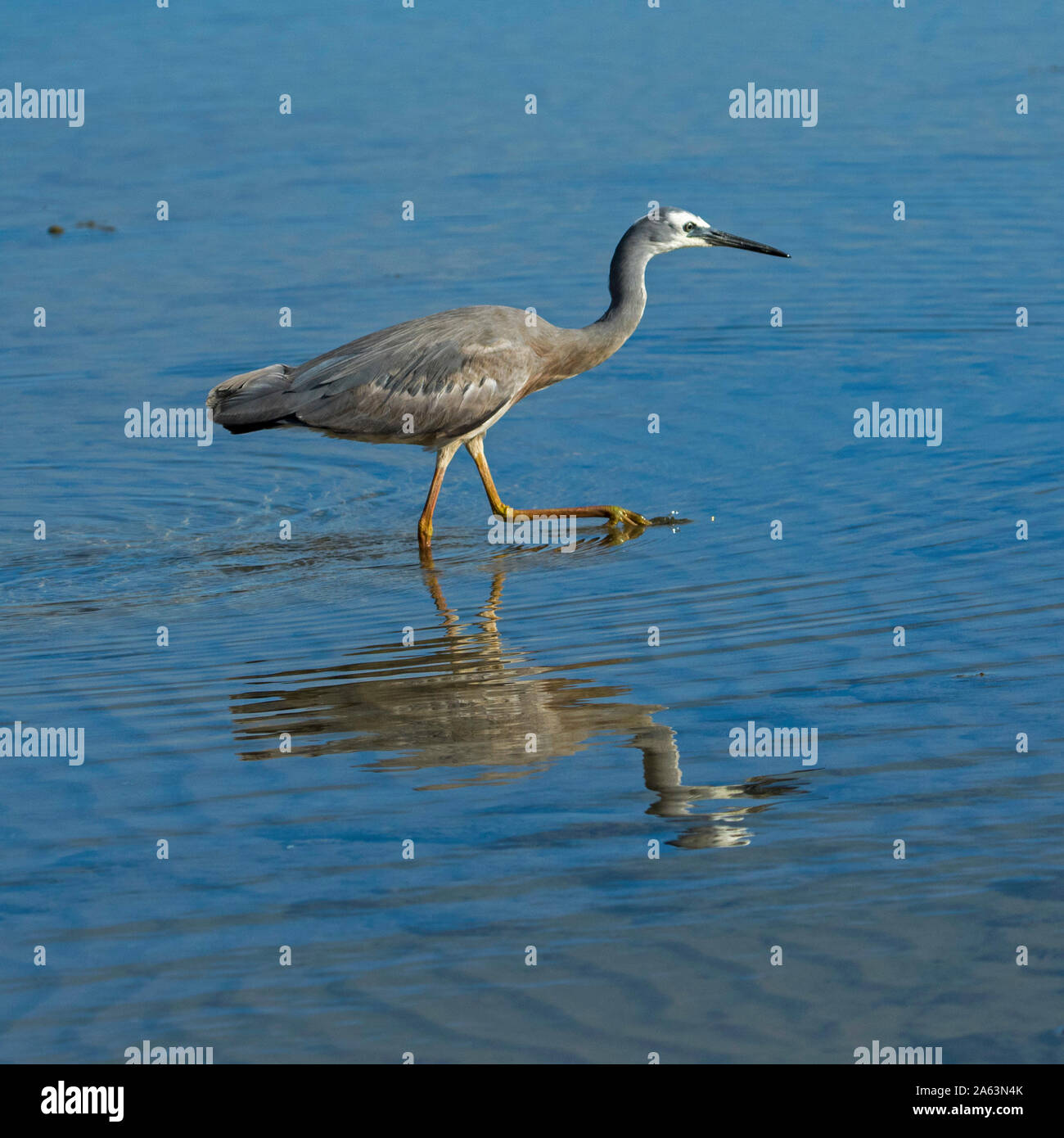 Atemberaubende Aussicht auf australischen White-faced Reiher, Egretta novaehollandiae, waten durch & spiegeln sich in ruhigen blauen Wasser am Strand Stockfoto
