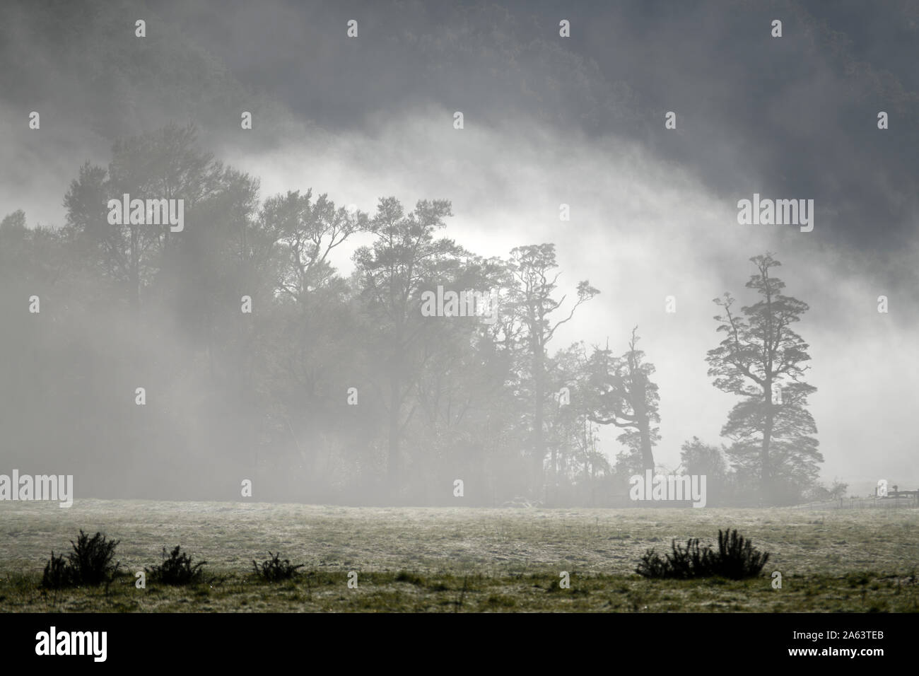 Ein leichter Nebel rollen über einen Westküste Farm in den frühen Morgenstunden Stockfoto