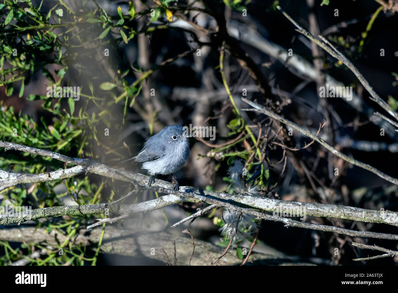 Hungrig Blau Grau Gnatcatcher grünfutter von Zweig zu Zweig in der Vegetation Bäume auf der Suche nach rechts. Stockfoto