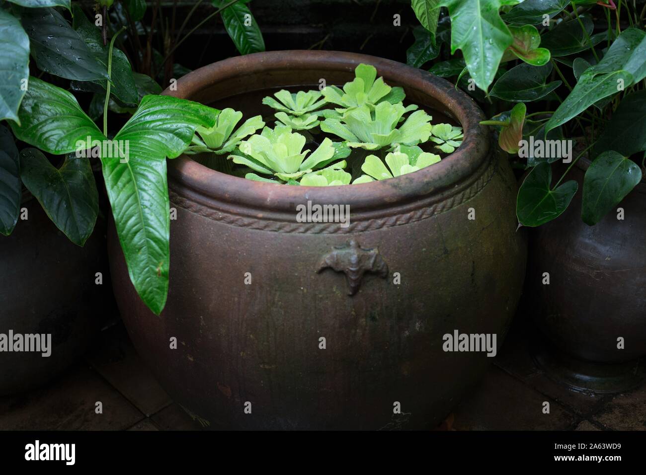 Wasserpflanzen in einem Container am Konservatorium von Blumen in San Francisco, Kalifornien, USA. Stockfoto