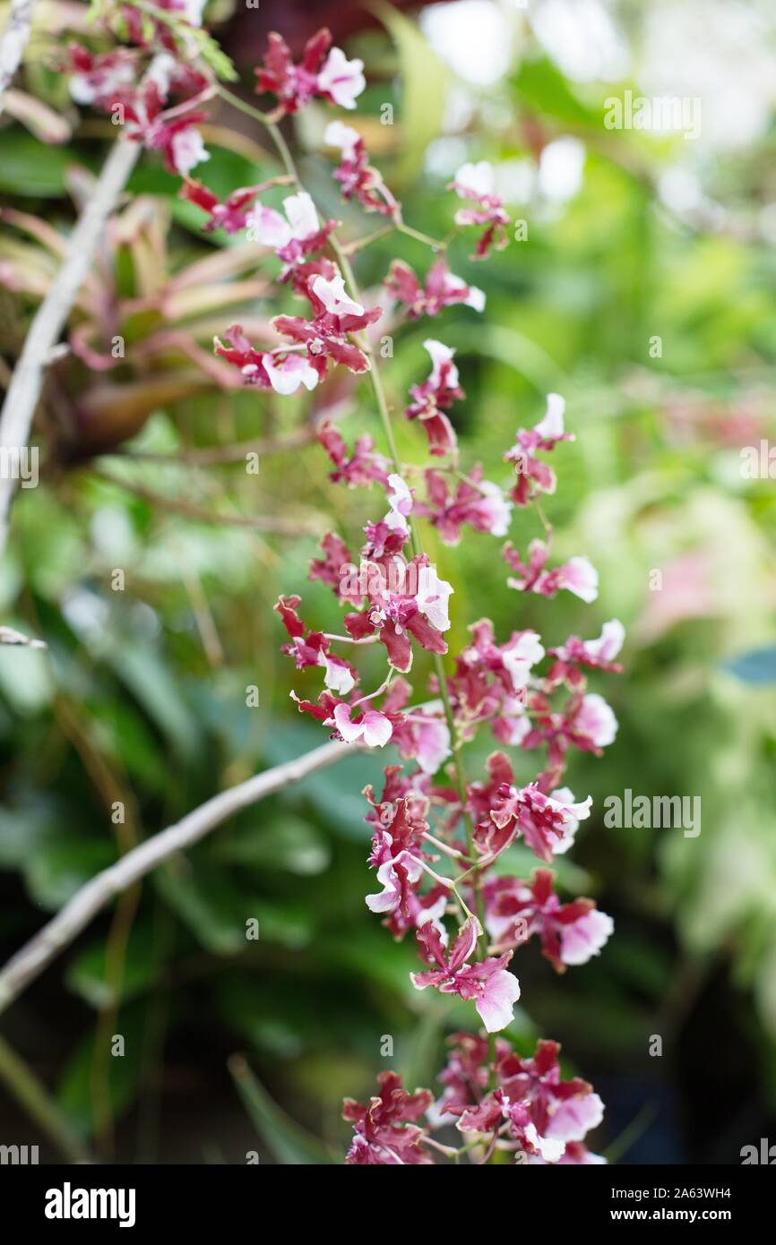 Oncidium Sharry Baby 'Sweet Fragrance' Orchidee. Stockfoto