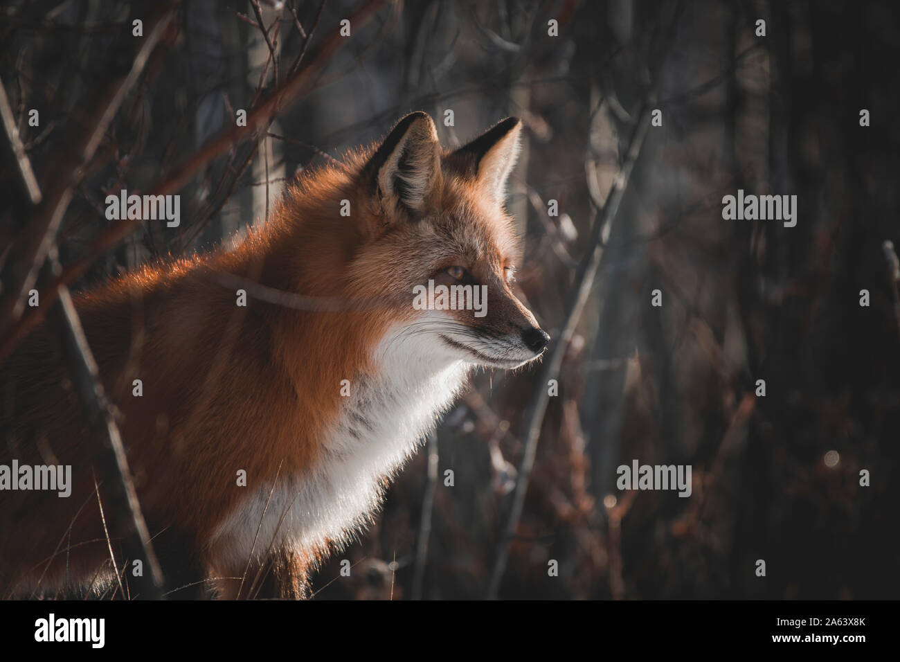 Ein roter Fuchs steht am Rande des Waldes in der Abendsonne, Yukon Territory Stockfoto