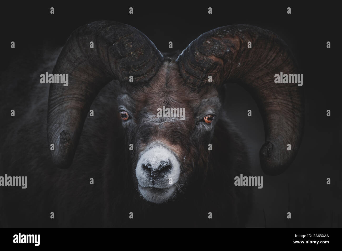 Bighorn Ram (Ovis canadensis) vor der Morgendämmerung im Yukon Territory, Kanada Stockfoto