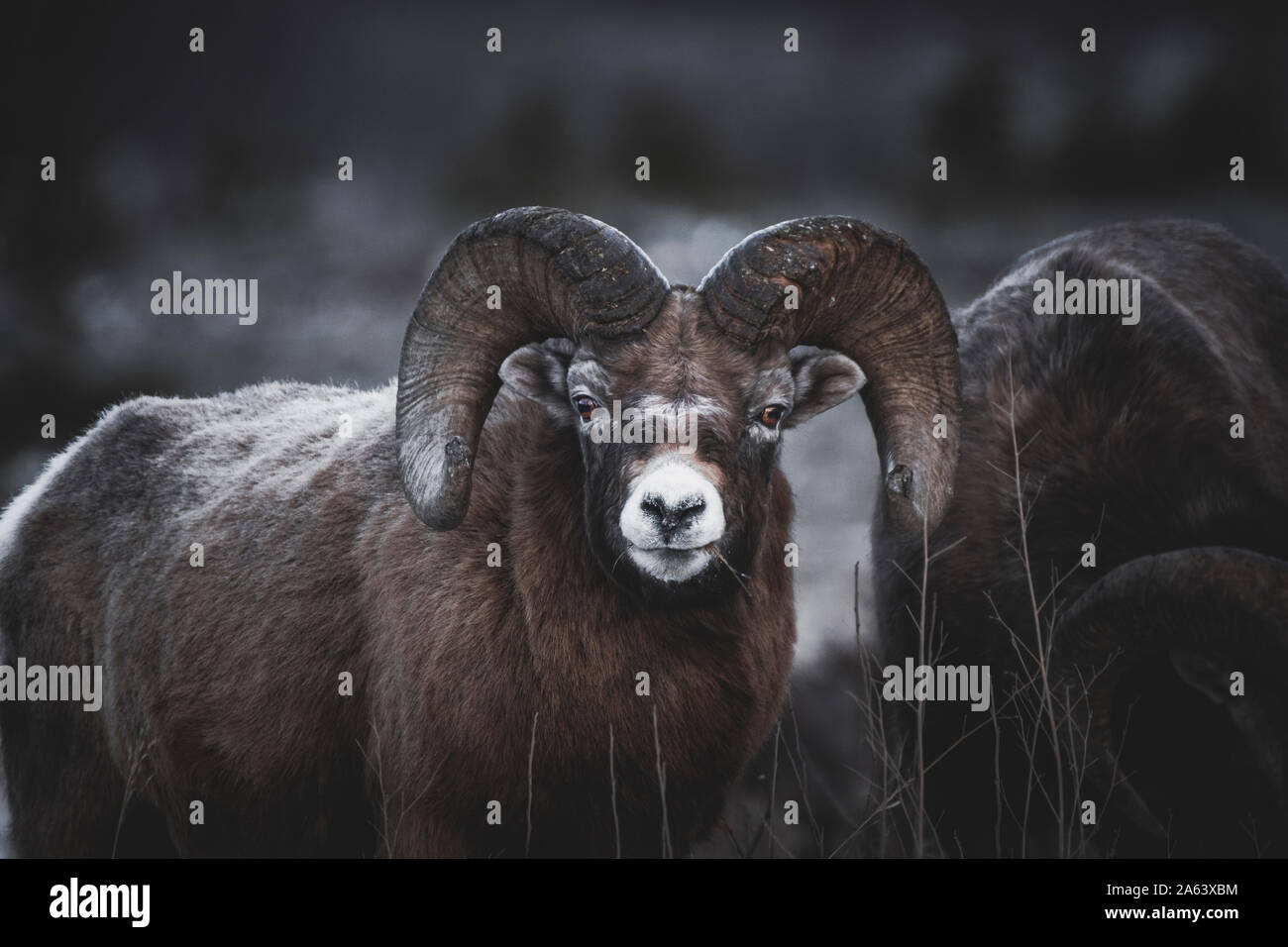 Bighorn Ram (Ovis canadensis) Essen trockenes Gras, Yukon Territory Stockfoto