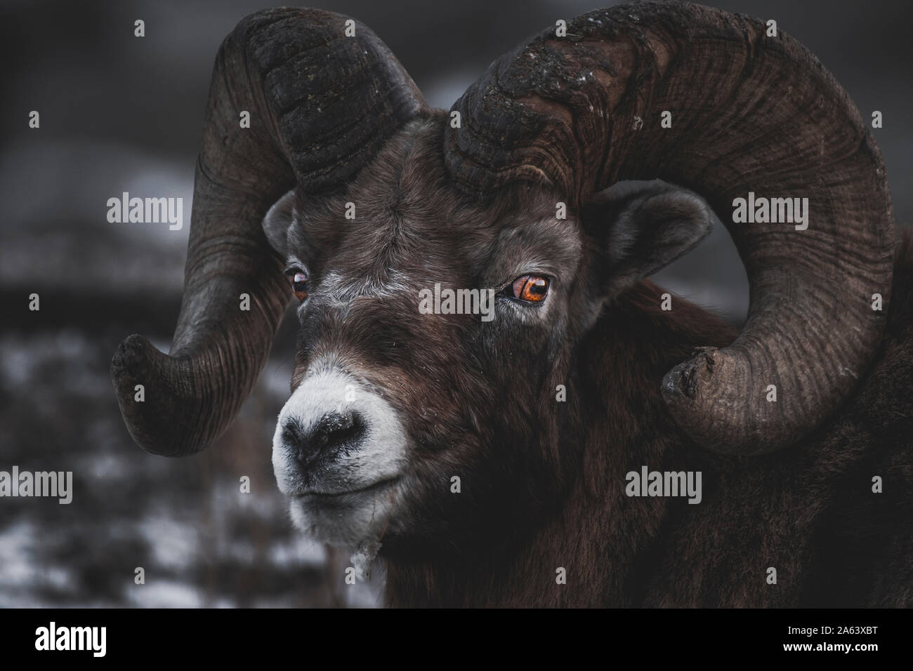 Bighorn Ram (Ovis canadensis) im Yukon Territory, Kanada Stockfoto