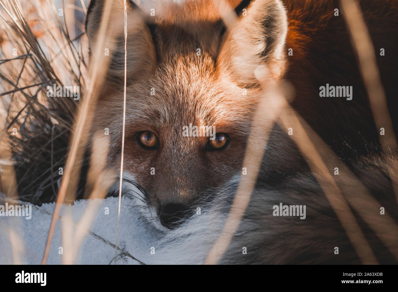 Ein roter Fuchs - Festlegung im Schnee und schaut direkt in die Kamera (Vulpus Vulpus), Yukon Territory Stockfoto