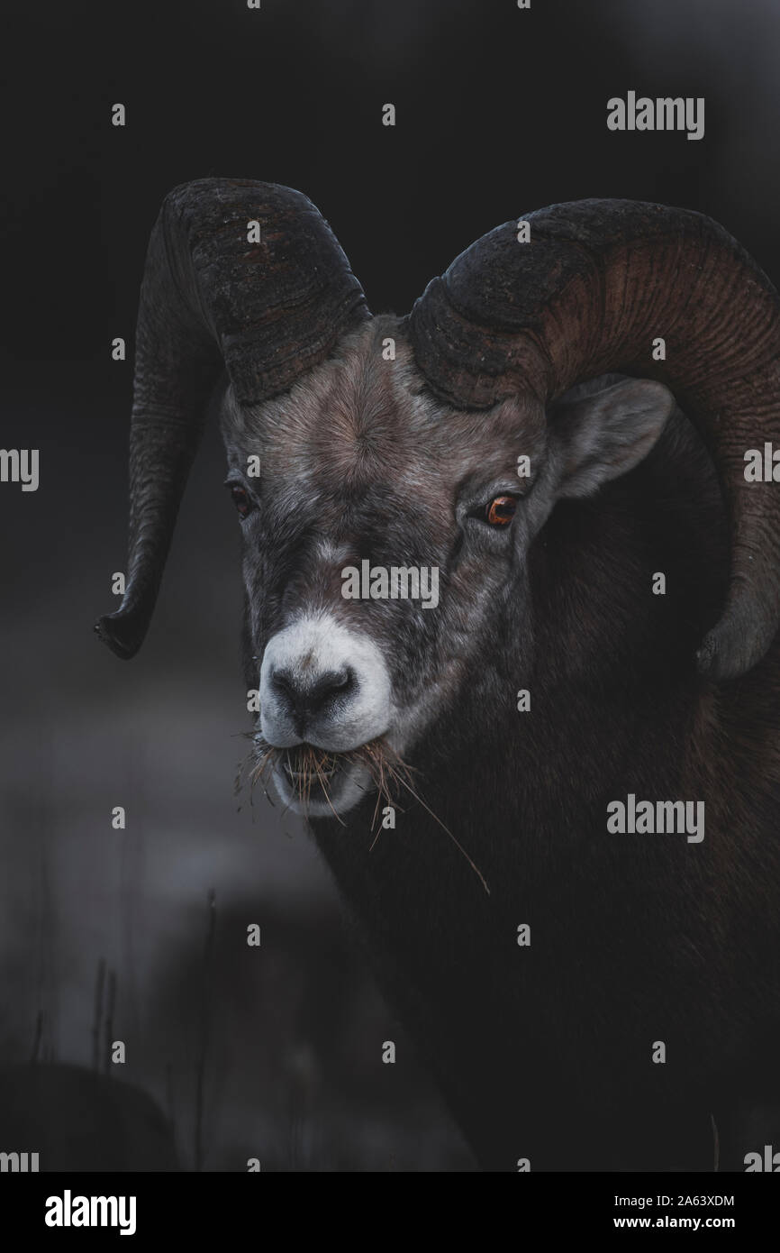 Ein bighorn Ram (Ovis canadensis) frisst einen Schluck trockenes Gras, Yukon Territory, Kanada Stockfoto