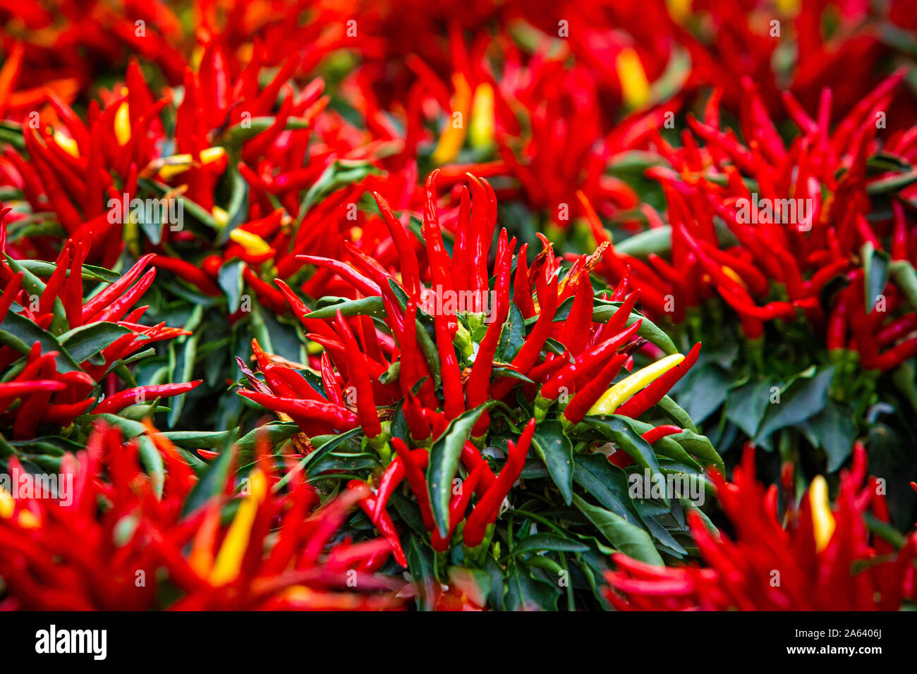 Red Hot Chili Peppers natürlich wachsen im Garten Nahaufnahme Stockfoto