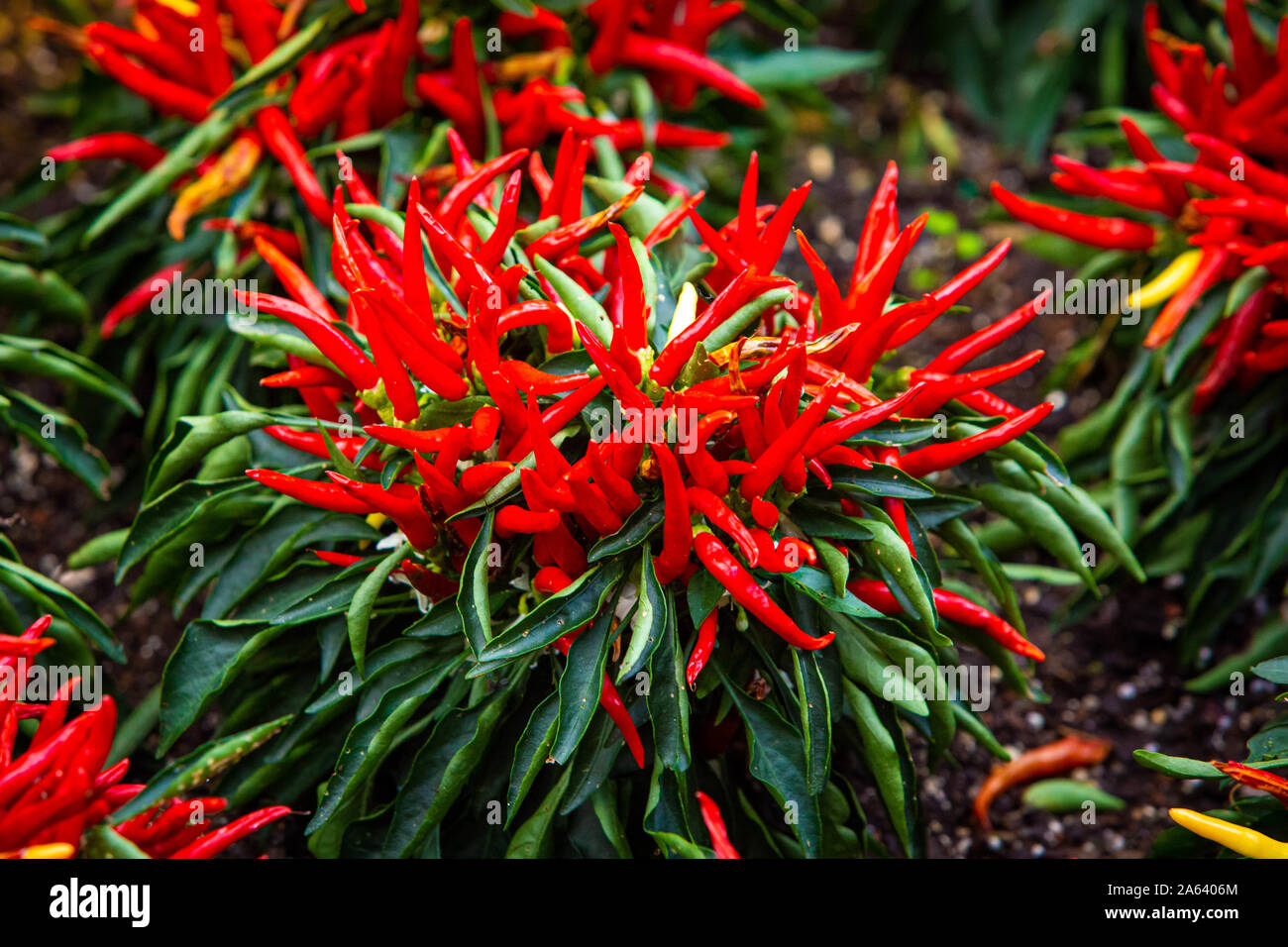 Red Hot Chili Peppers natürlich wachsen im Garten Nahaufnahme Stockfoto