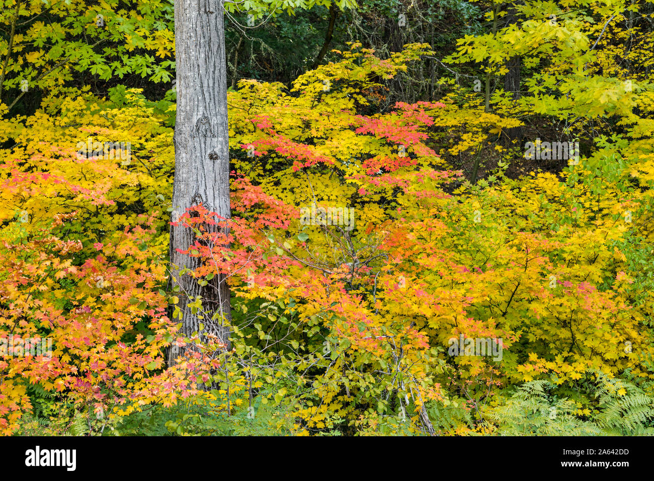 Schöne Herbstfarben im Pazifischen Nordwesten, Oregon, USA Stockfoto