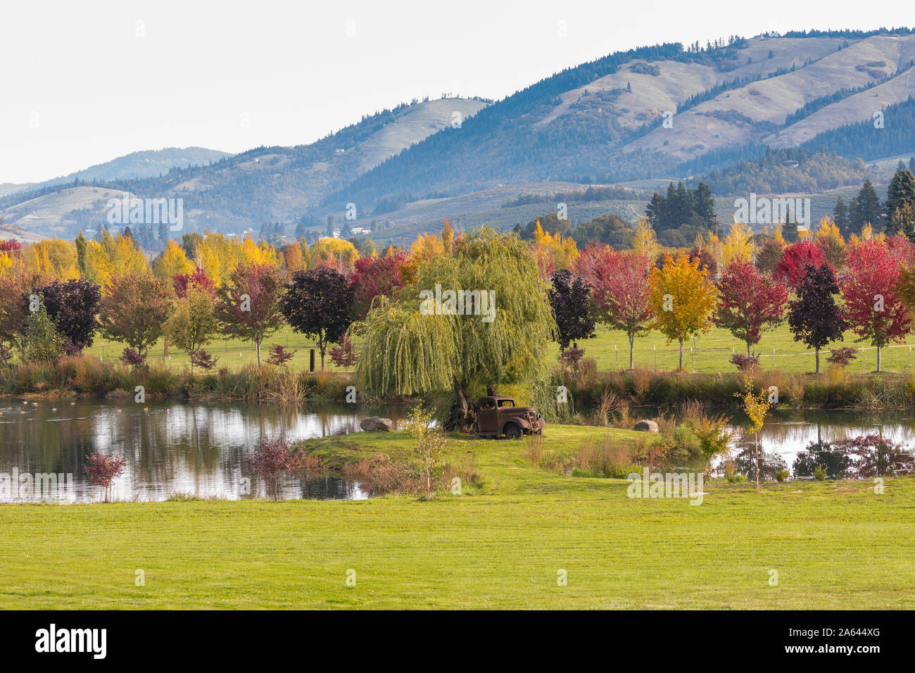 Vintage Rusty 1938 GMC Lkw unter einer Trauerweide Baum in der Nähe von einem Teich mit Herbstfarben und die Hügel im Hintergrund sitzen in Hood River, Oregon, USA Stockfoto